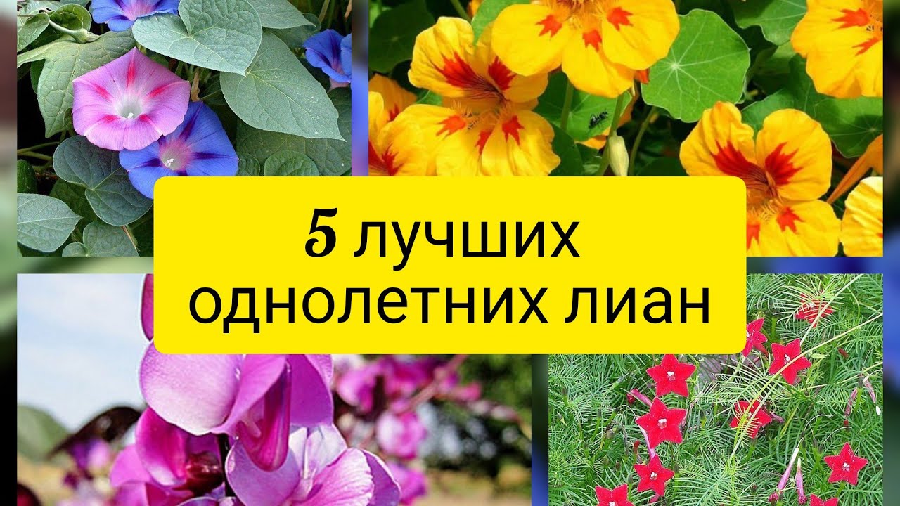 Однолетние лианы для сада. 5 самых неприхотливых и красивоцветущих однолетних лиан.