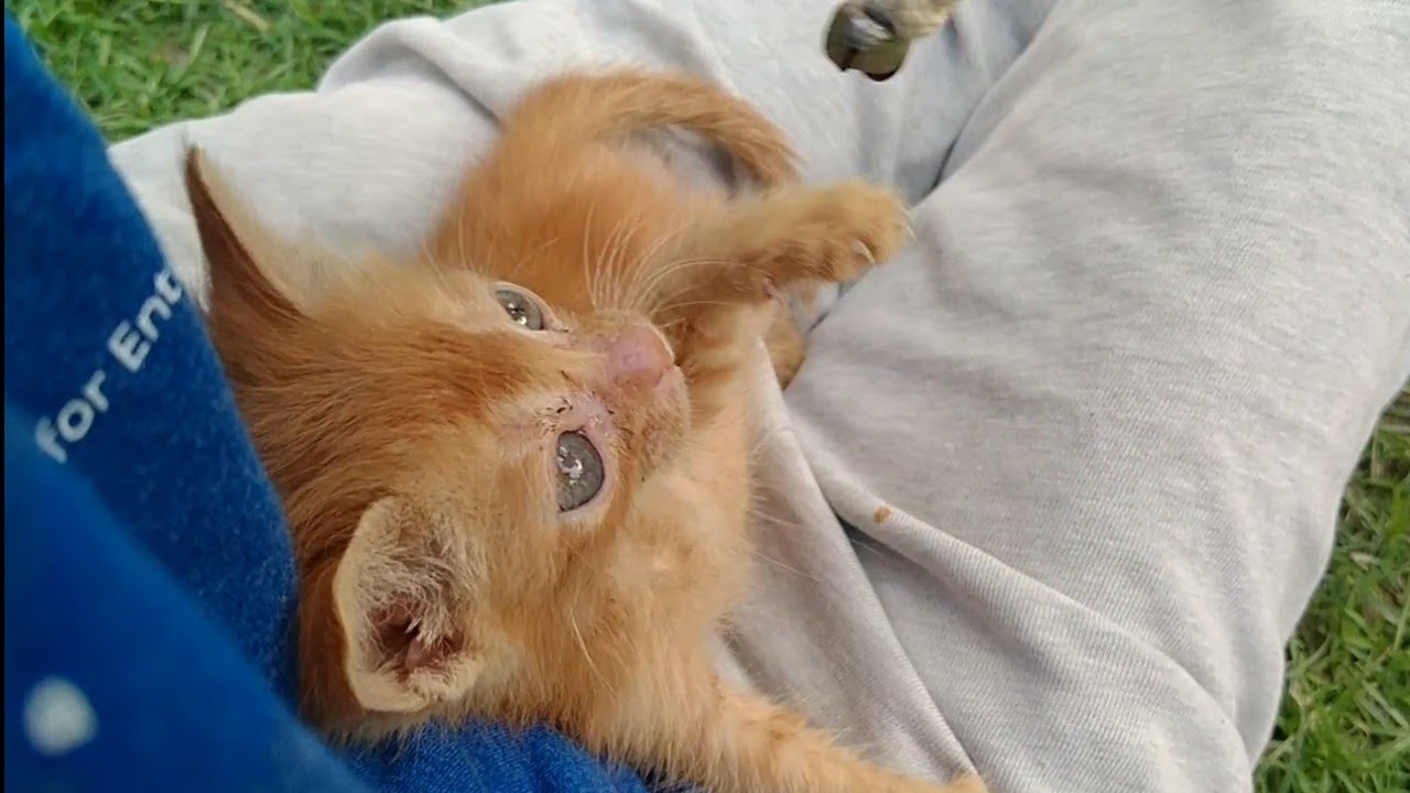 Rescue Kitten Learning To Play With Toys