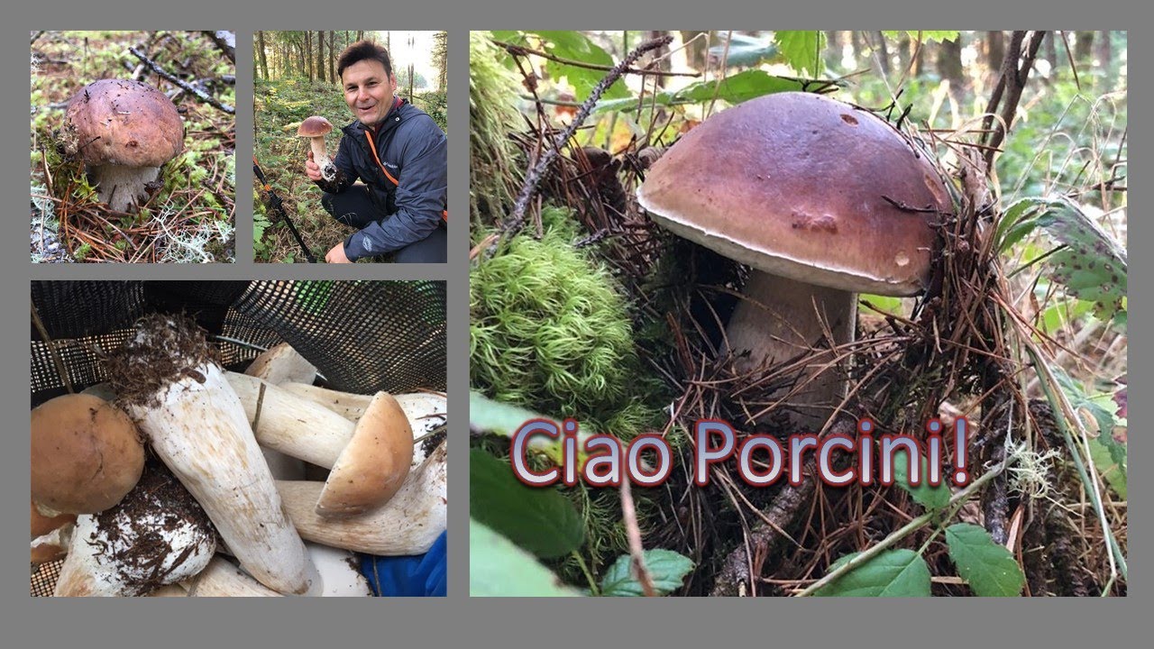 Mushroom Hunting - King Porcini