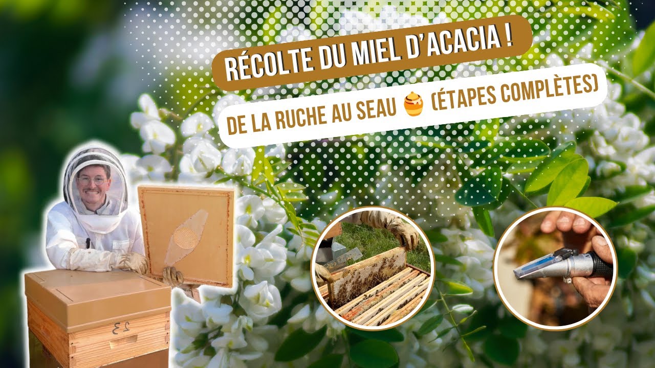 Récolte du Miel d’Acacia : De la Ruche au Seau 🍯 (Étapes Complètes) [S03E13]