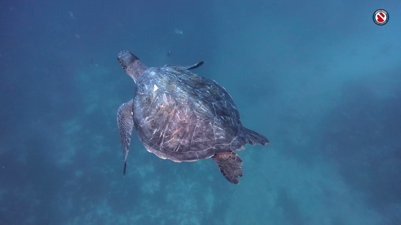GALAPAGOS 03:2003  1
