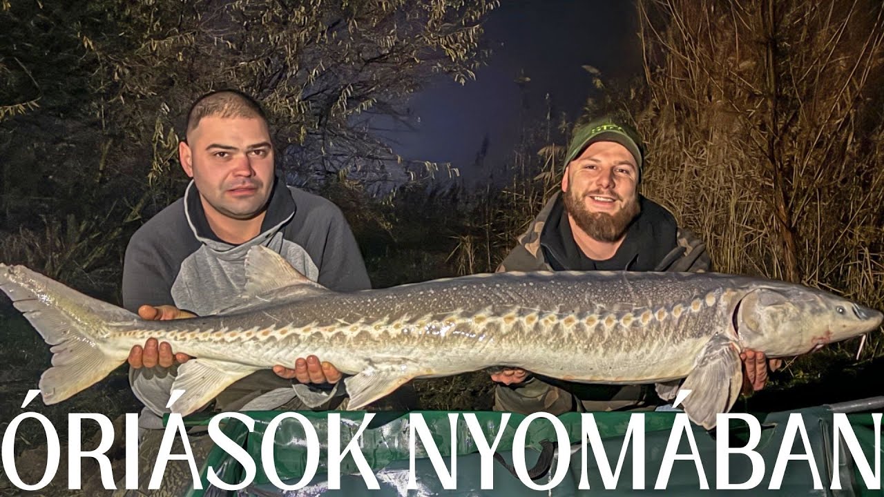 &Oacute;ri&aacute;s tokok nyom&aacute;ban, feeder &eacute;s bojlis bottal!