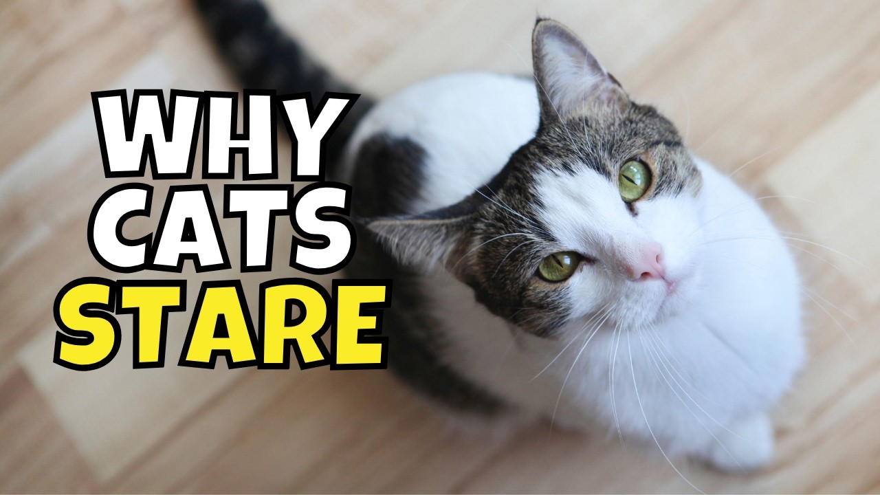 If Your Cat Stares at You, This is What it Means 👀