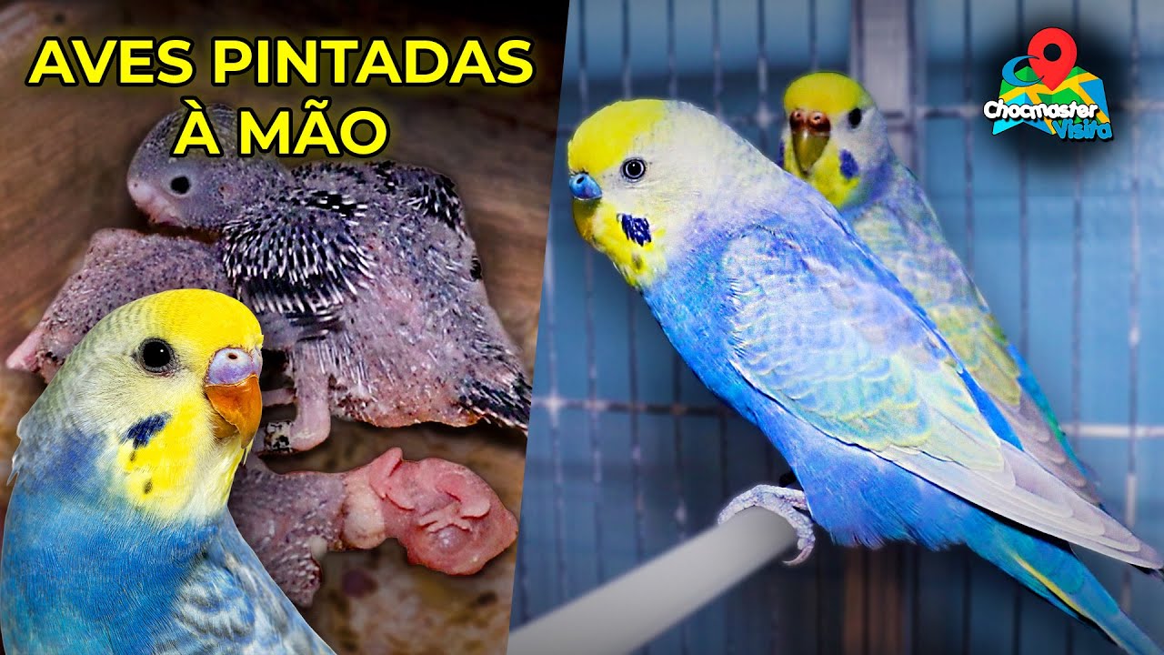 O CRIATÓRIO MAIS COLORIDO DO BRASIL! Os periquitos incríveis de Germano Landim em Fortaleza!