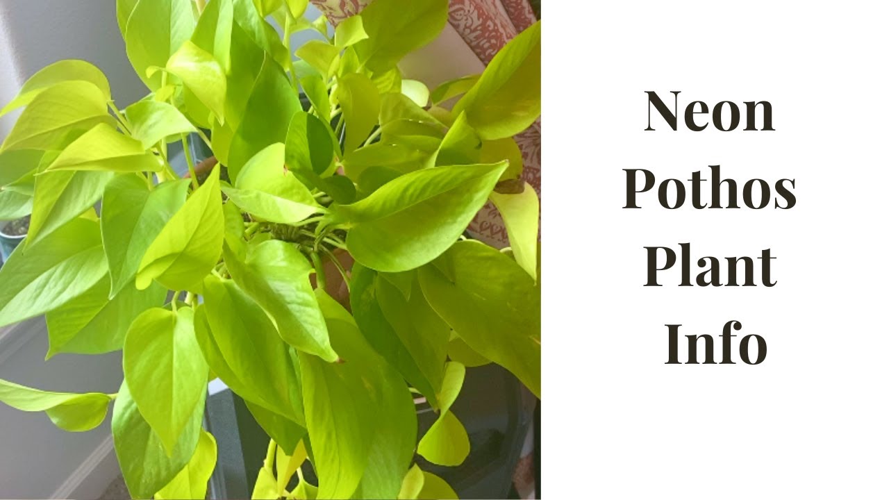 Episode 15: Neon Pothos Plant Care Tips & Quick Propagation