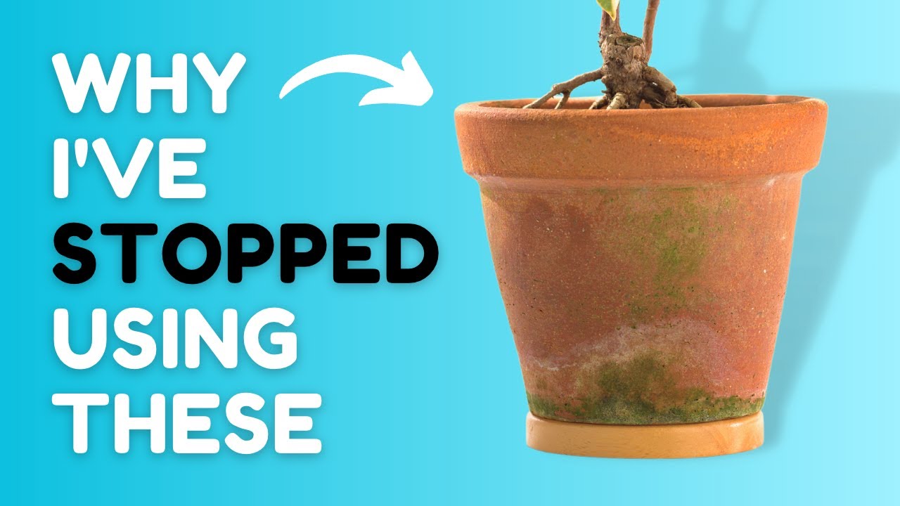 If I Only Learnt These Cruel Plant Lessons 5 Year Ago