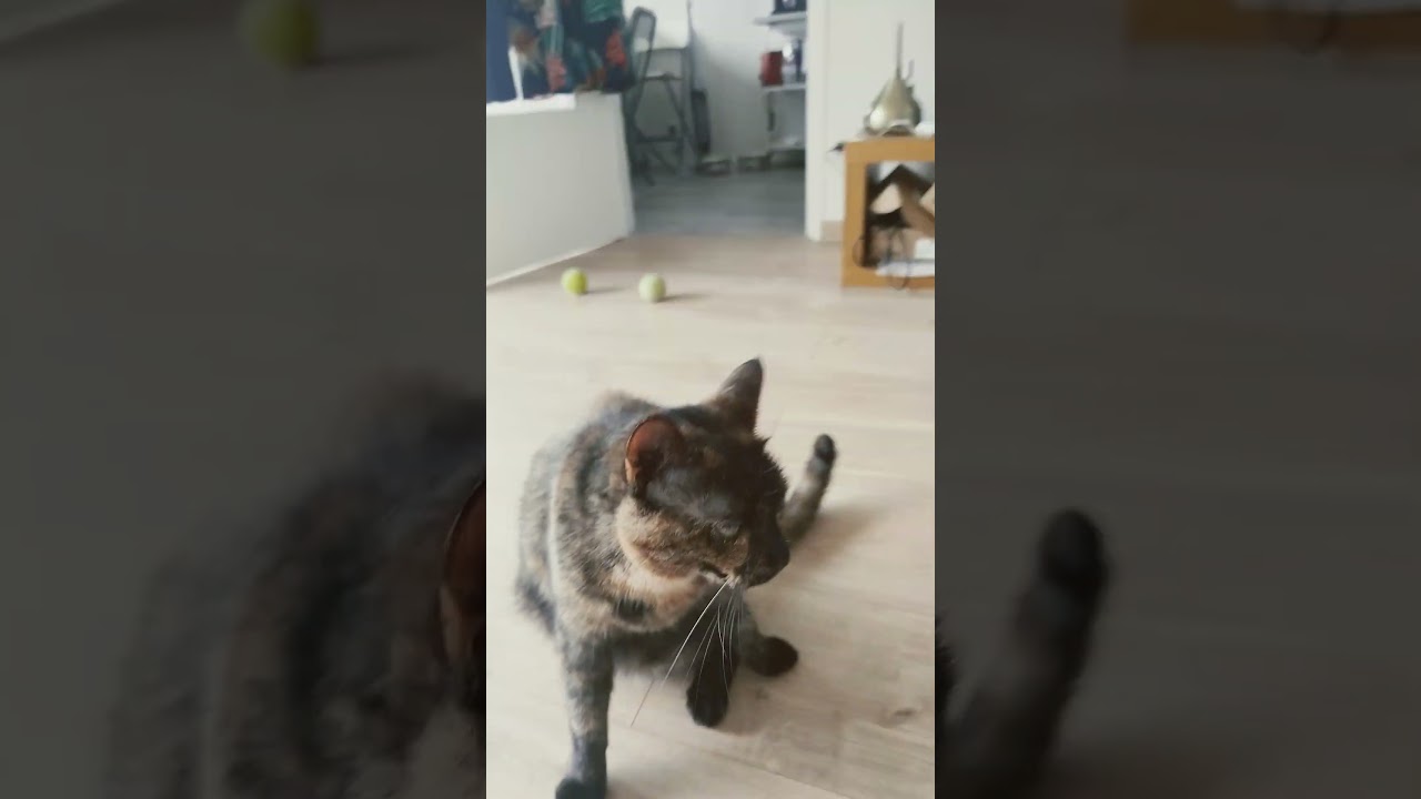 #cat #cute #animals #love #debile #dumb #catvideos #cats #catshorts #catmemes