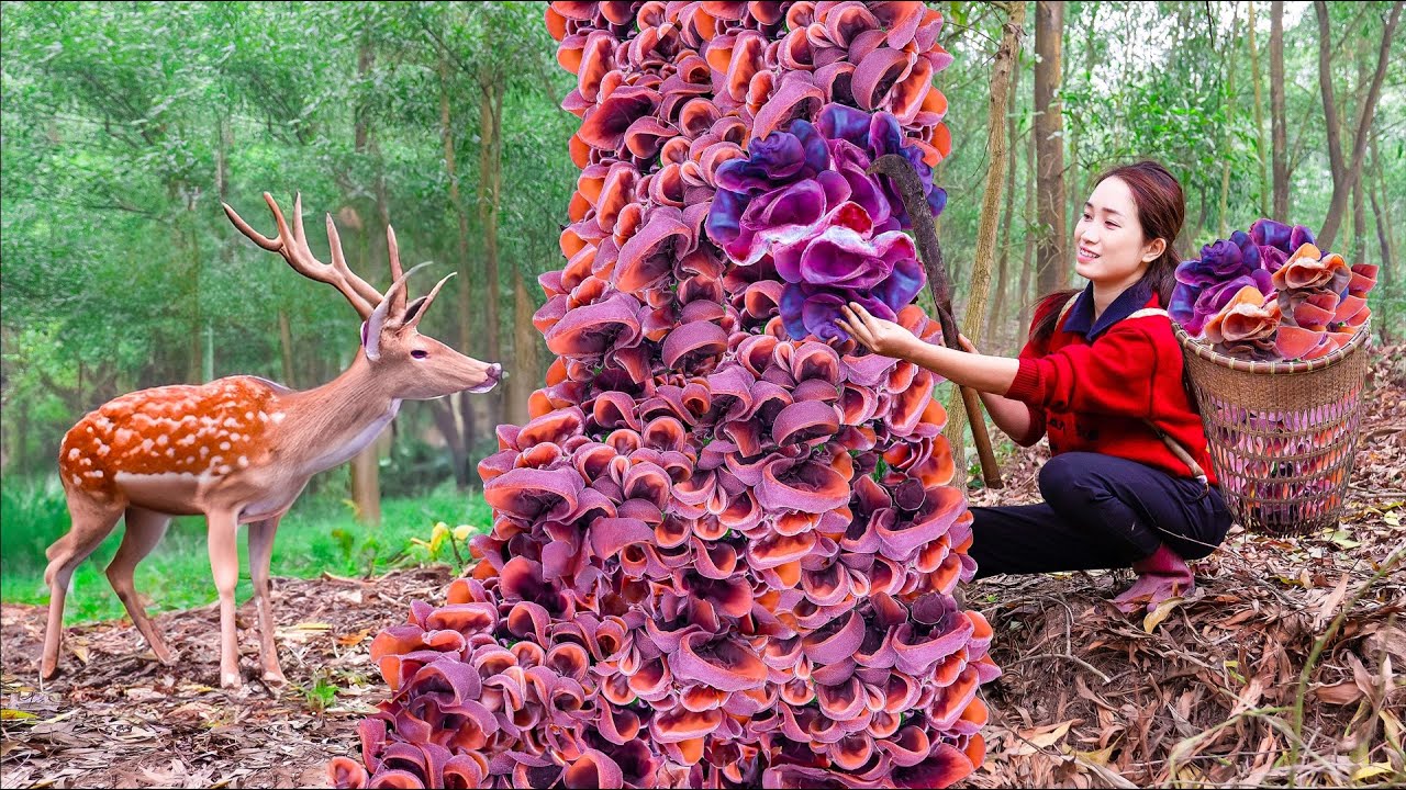 Harvesting Mushrooms Cat ( Wood Ear ) Mushrooms have a rubber-like texture Goes to the market sell