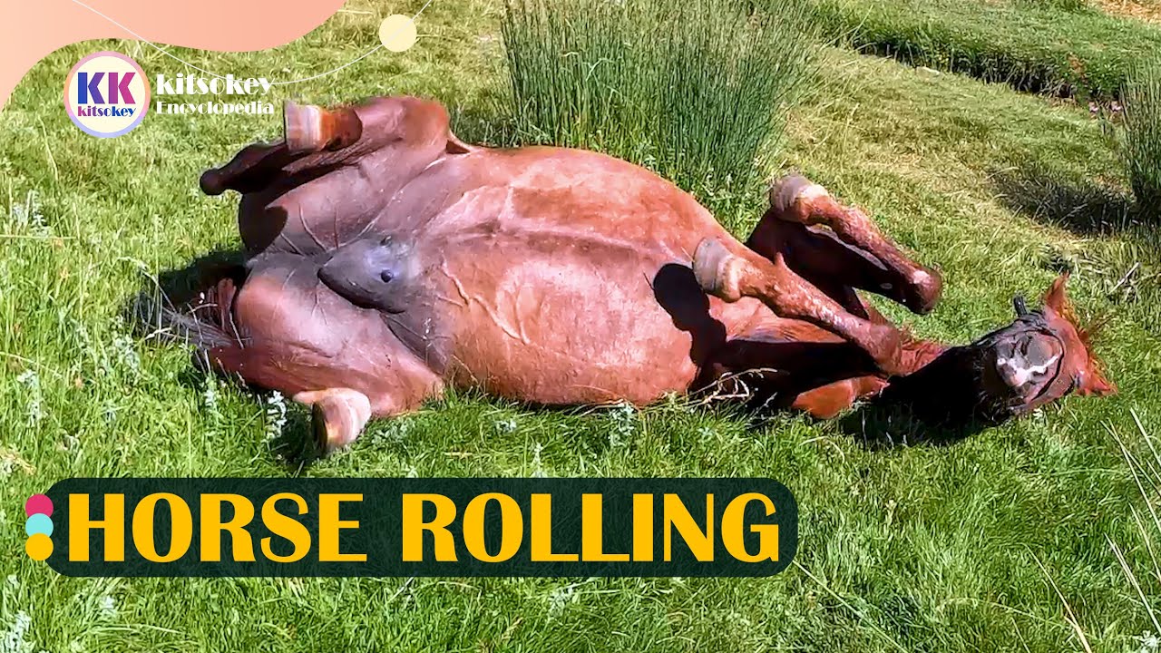 Horse Rolling, What does it mean when a horse is rolling?
