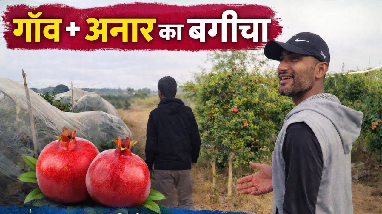 Village life vlog | pamegranete farm | Desi life #video #farming #vlog  #villagelife #farmer 