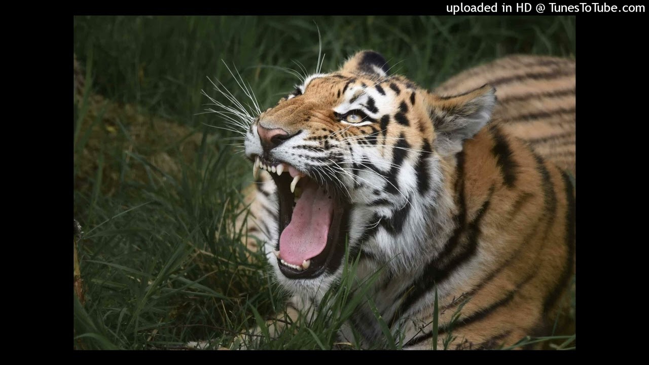 katy perry - roar (sped up)