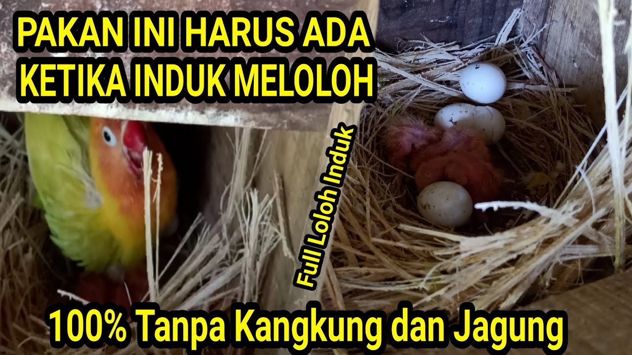 MAKANAN TAMBAHAN LOVEBIRD SETELAH MENETAS YANG WAJIB DIKETAHUI PETERNAK PEMULA