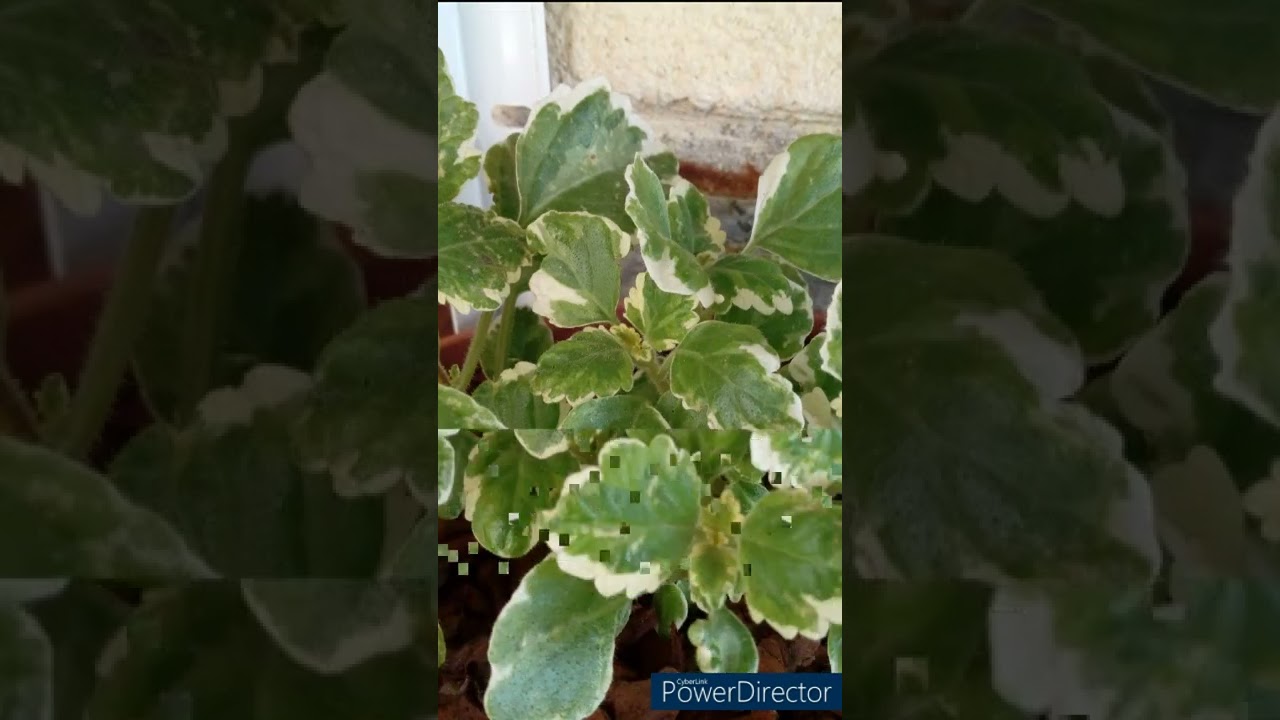 🍀 Incienso (Plectranthus coleoides). 🍀