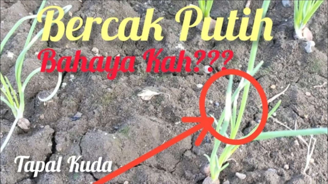 DAUN BAWANG MERAH MUNCUL BERCAK PUTIH DAN MELENGKUNG BAHAYAKAH???