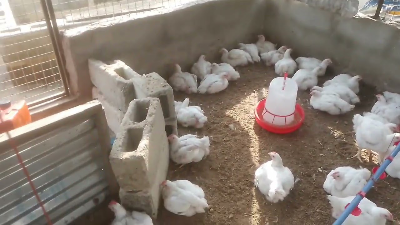 How to raise Broilers during Hot/Dry Season