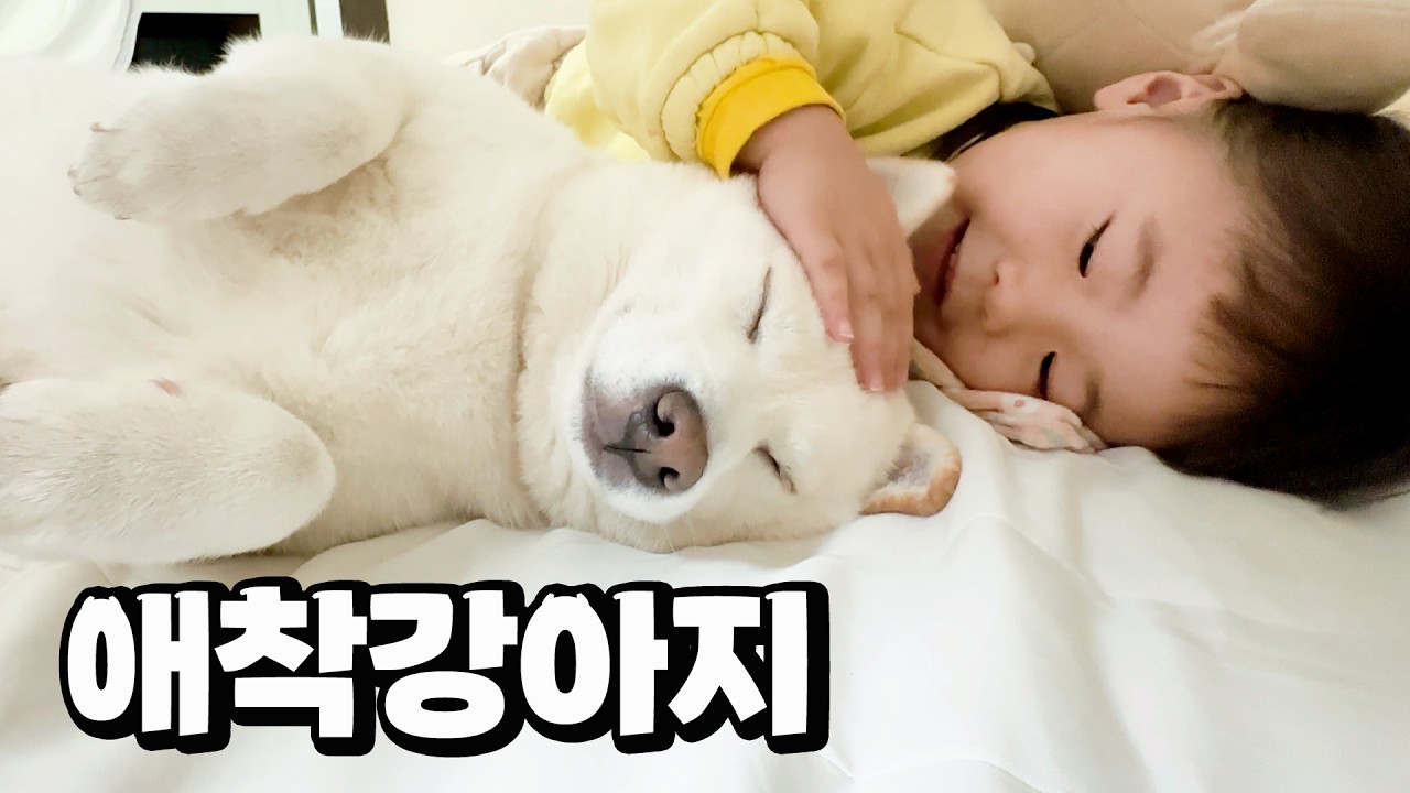강아지를 애착인형처럼 주무르는 아기 ㅋㅋ