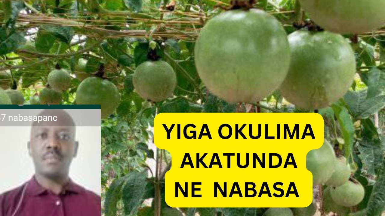 PART 1 : YIGA OKULIMA AKATUNDA NE NABASA, KAFUNA KATYA