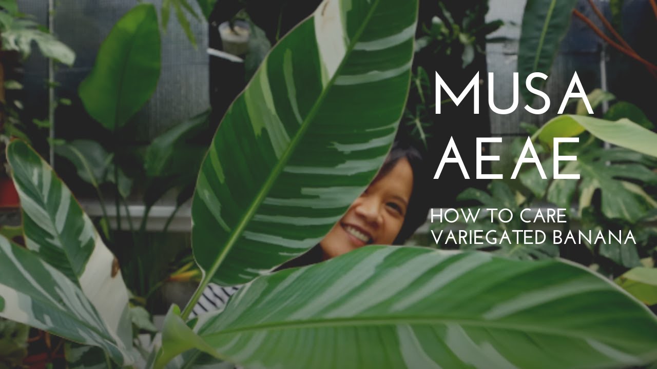 How to care variegated Banana