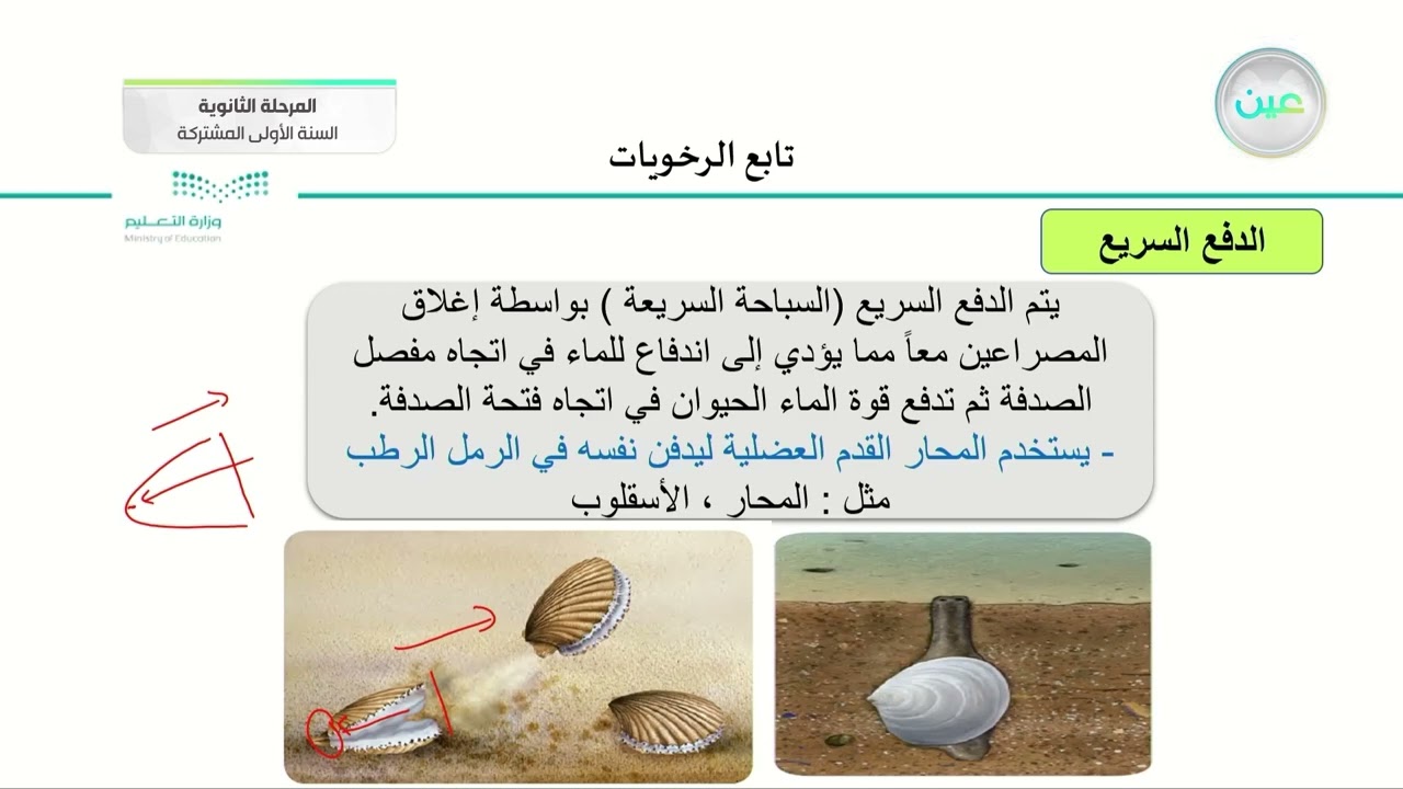 تابع الرخويات - أحياء (1) - السنة الأولى المشتركة