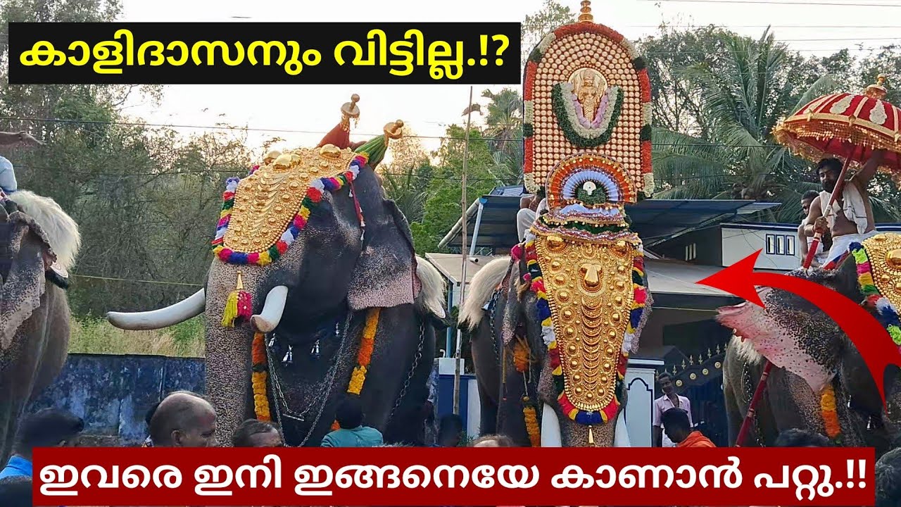 കാളിയേക്കാൾ ഉയർന്ന് നന്ദിലത്ത്‌ ഗോപാലകൃഷ്ണൻ ആനക്കുട്ടി..🔥Chirakkal Kalidasan v/s NGK🔥❤️