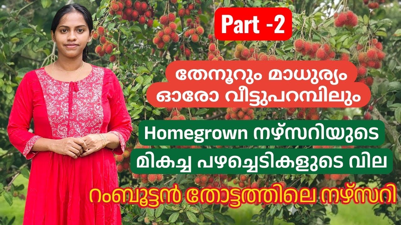 Homegrown exotic fruit plant price 2025 | Rambutan fruit planting |