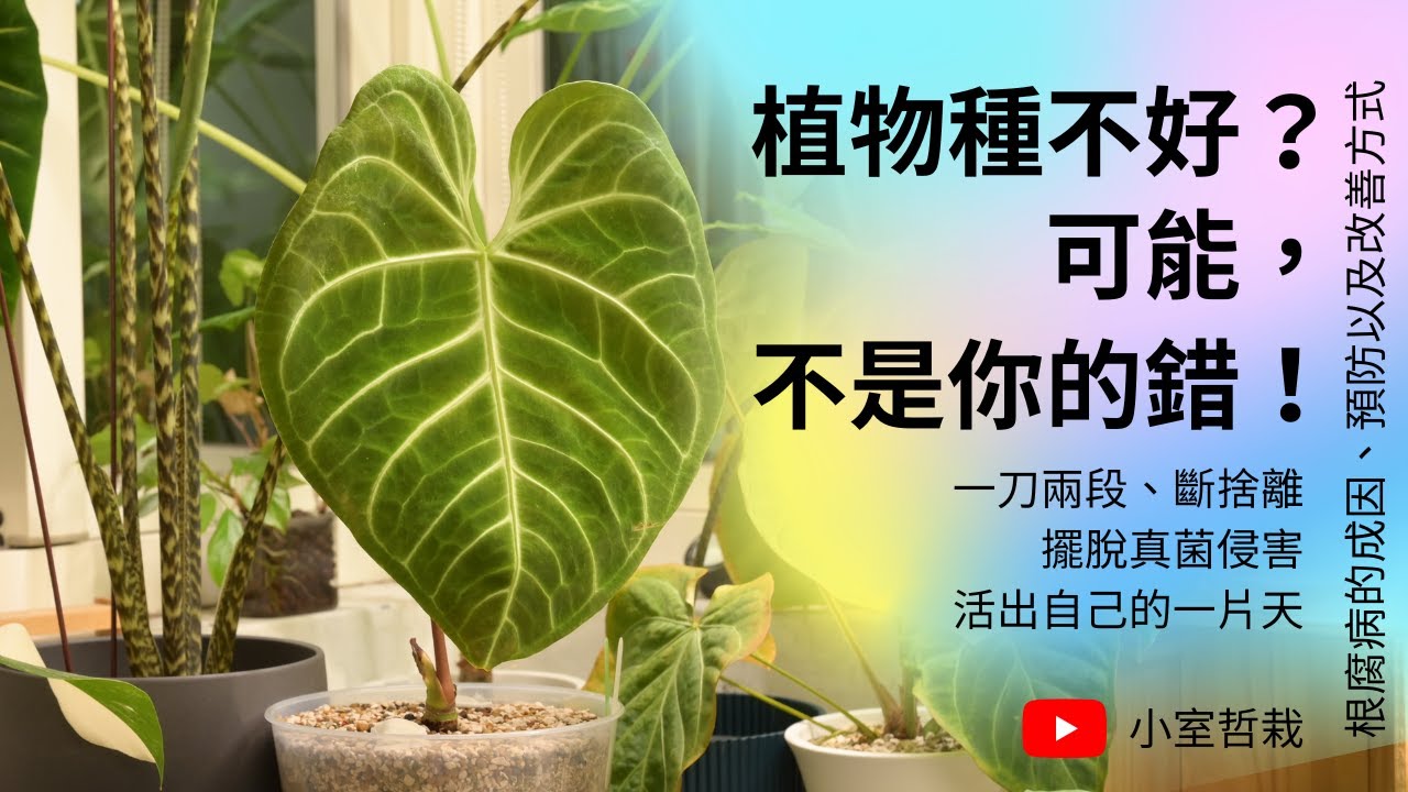 [CC字幕] 植物種不好 不是你的錯 | 一刀兩段 斷捨離 植物活得更健康 | #根腐病 的成因 預防及改善方式 | 小室哲栽 | 假日農夫 EP19 | #rootrot #發根 #觀葉植物