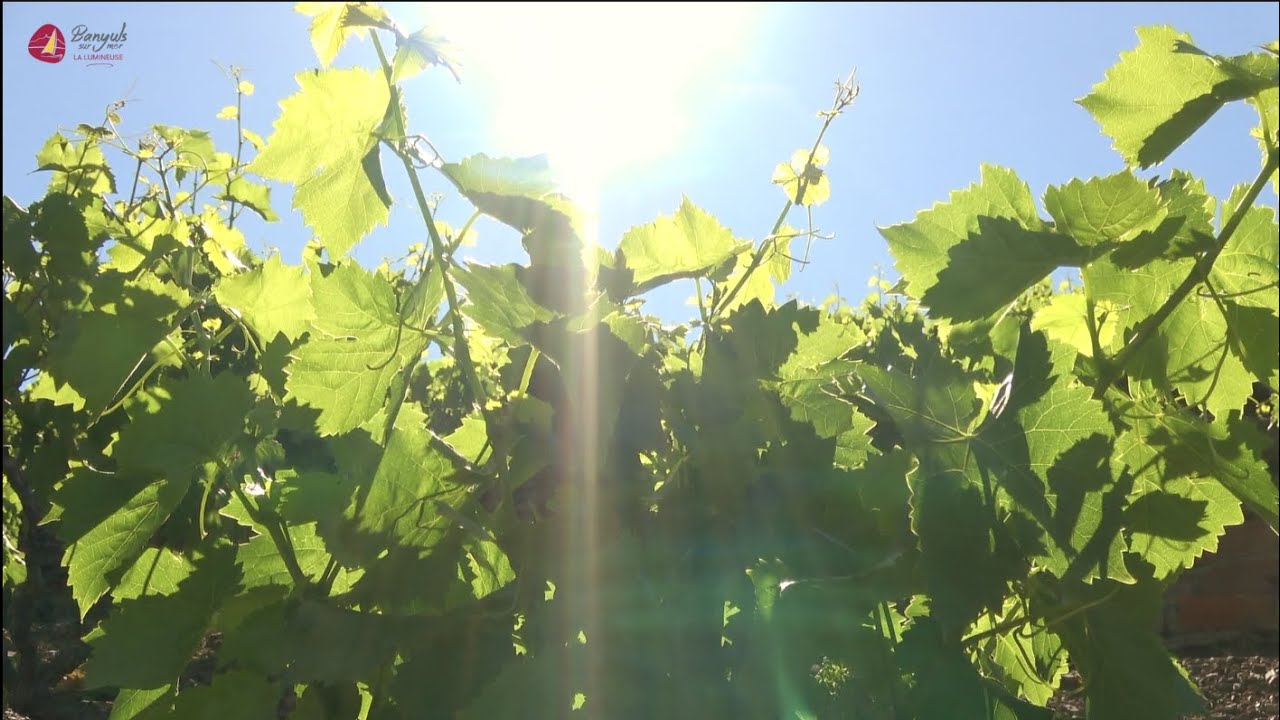 Les vignerons de Banyuls-sur-Mer vous accueillent dans leurs caves !