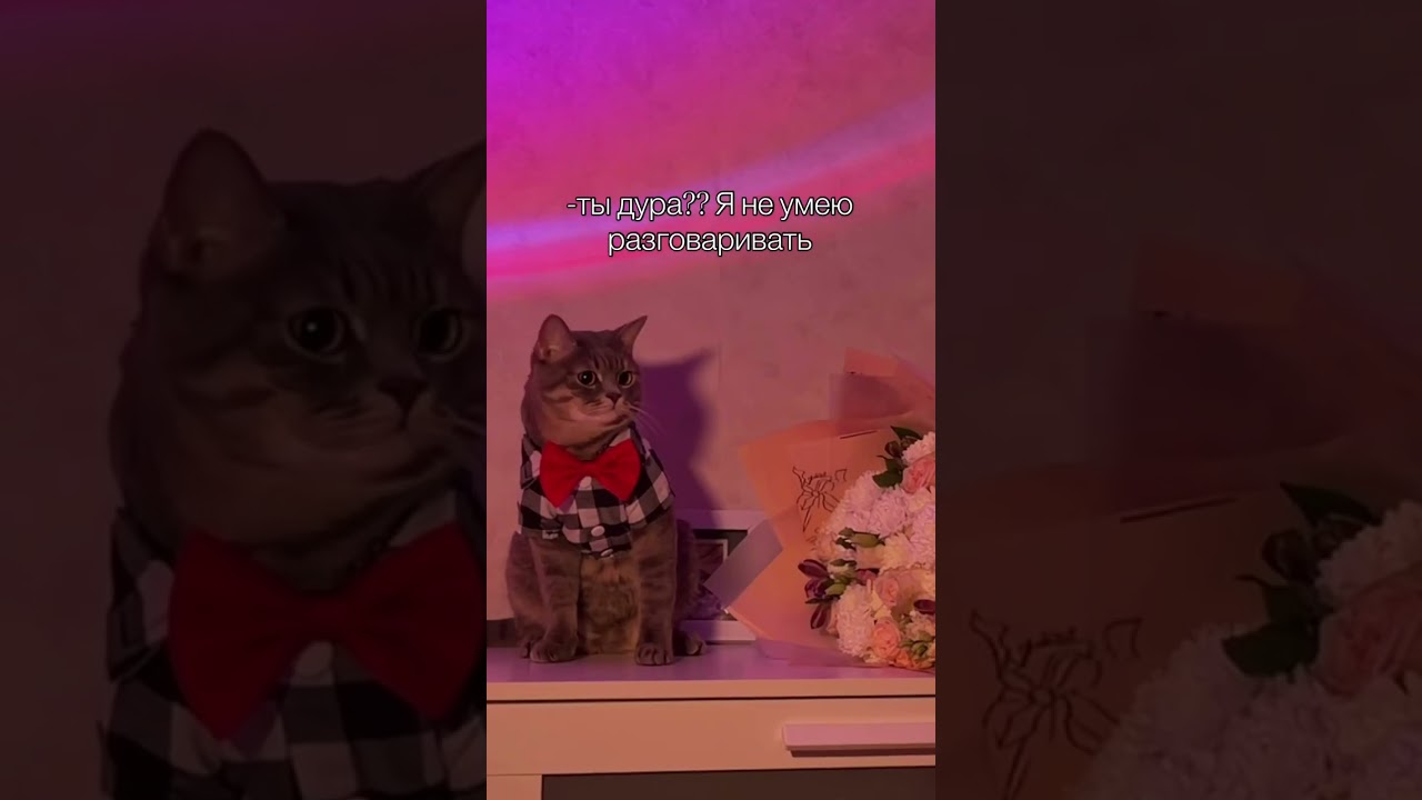 Не поздравил #catvideos #дуэт #видосыоткота #веселыекоты