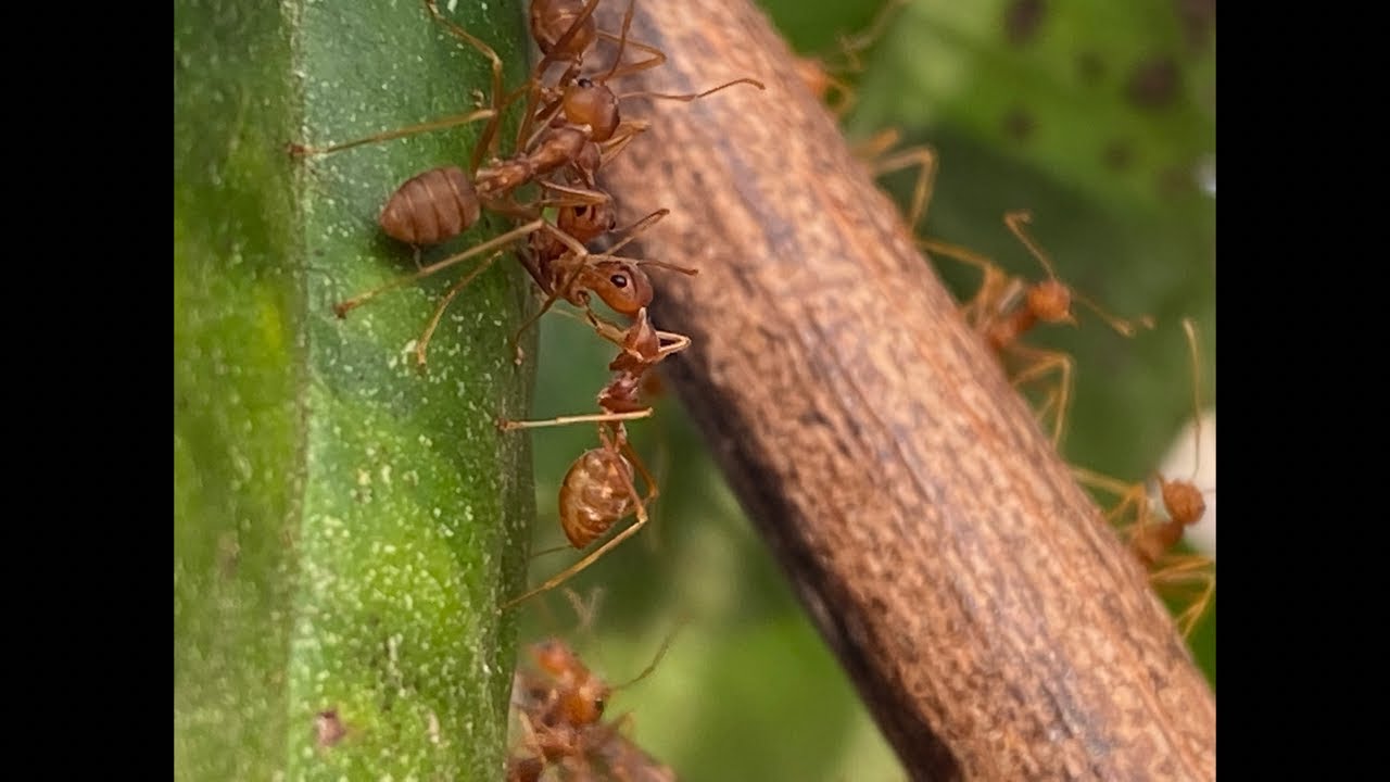 Red Ants Moving Their Nest – Amazing Coordination