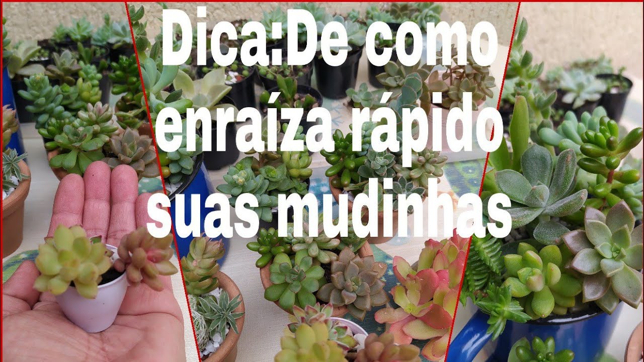 Atualização/Mini vasos de Suculenta + Dicas como enraíza rápido suas mudinhas