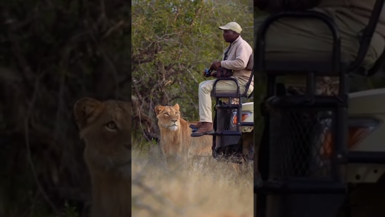 Lion Surprises The Man #lion #surprise #funnyvideo #trendingshorts #algrow