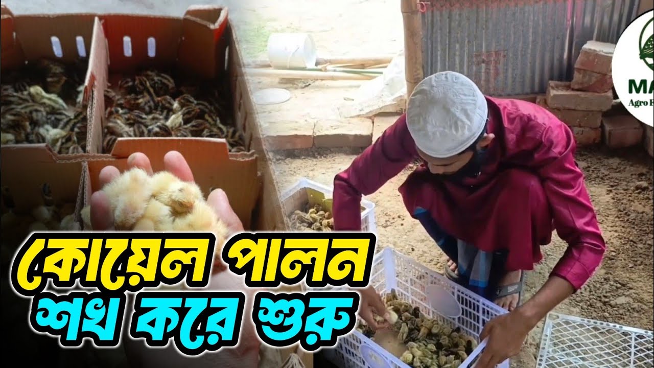 ১ দিন বয়সী কোয়েল পাখি ডেলিভারি। একজন নতুন উদ্যোক্তা। কোয়েল পাখি পালত করতে চায়। 