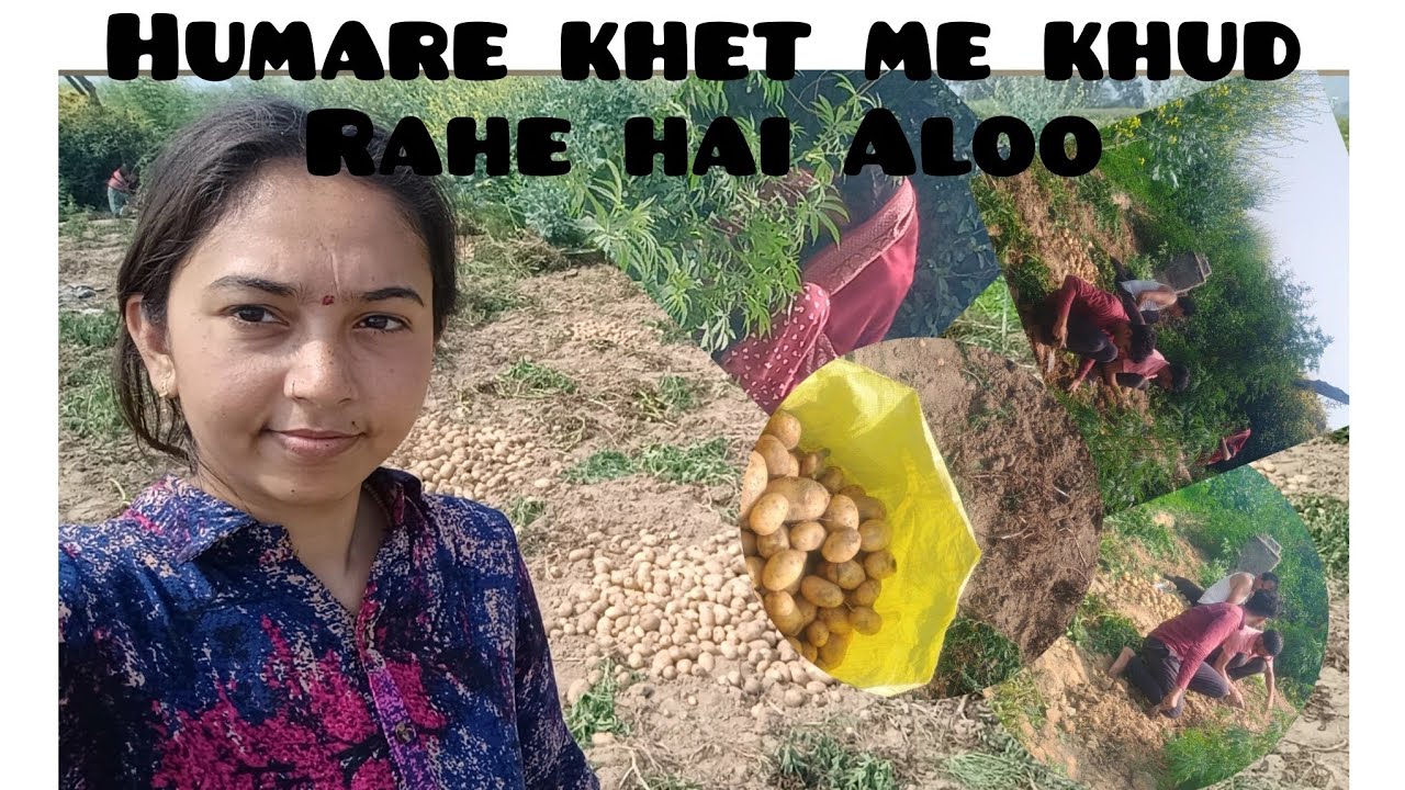 हमारे खेत में खुद रहे है आलू | Roj kuch na kuch kaam aa hi jata hai | @Bindassgirl123t 