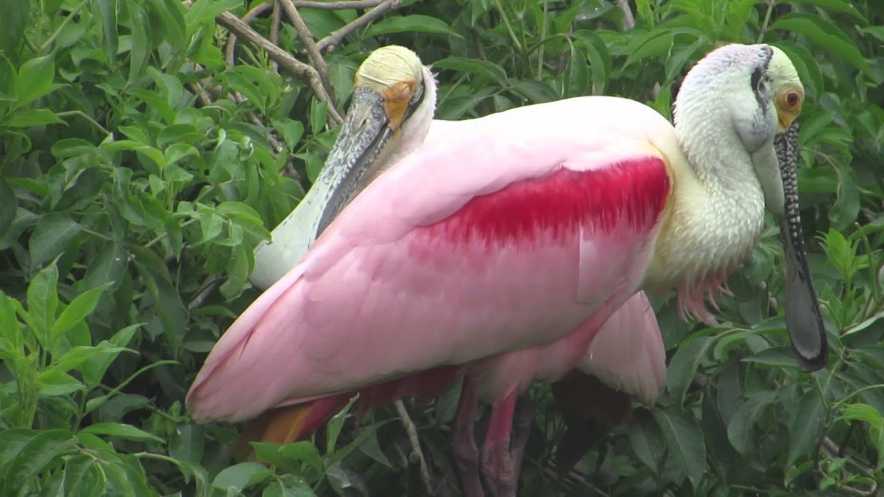 Funny sound of Roseate Spoonbill