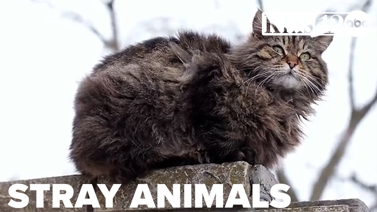 Cold snap poses deadly threat to stray animals, advocates warn