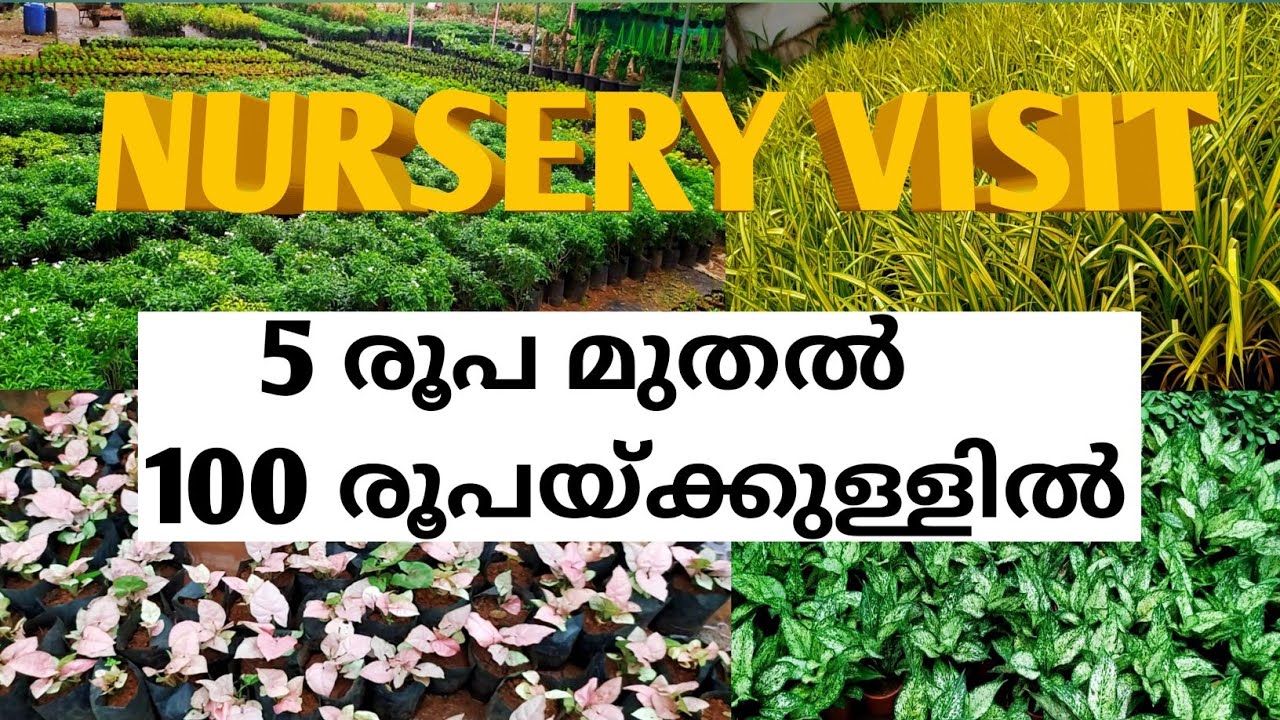 Plant Nursery visit in kerala| Mannuthy maadakathara nursery | 5 രൂപ മുതൽ | Minz world |