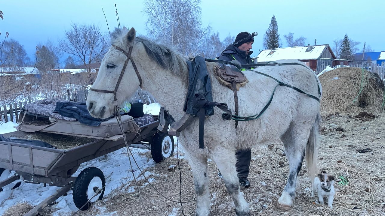 Жизнь в селе. Катаемся на стюбах зацепленных за лошадь😃На работе на местной ферме. Коровы, телята. 