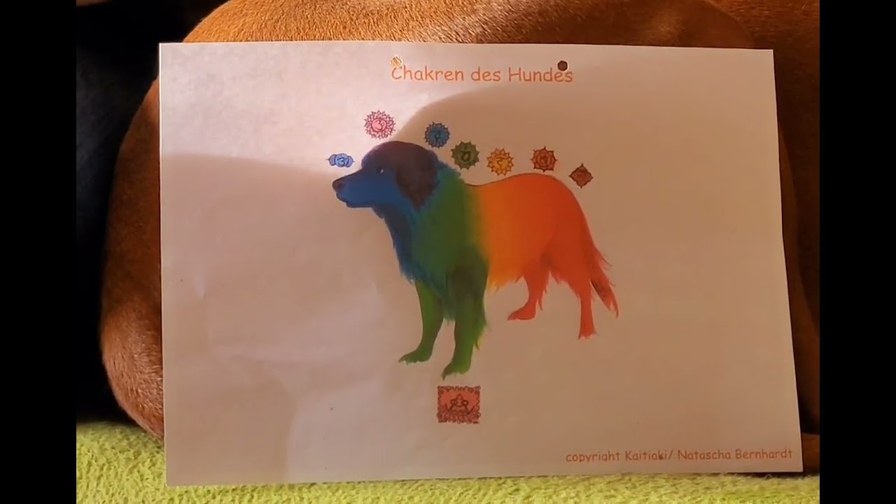 1 Video der Serie Reiki für Hunde