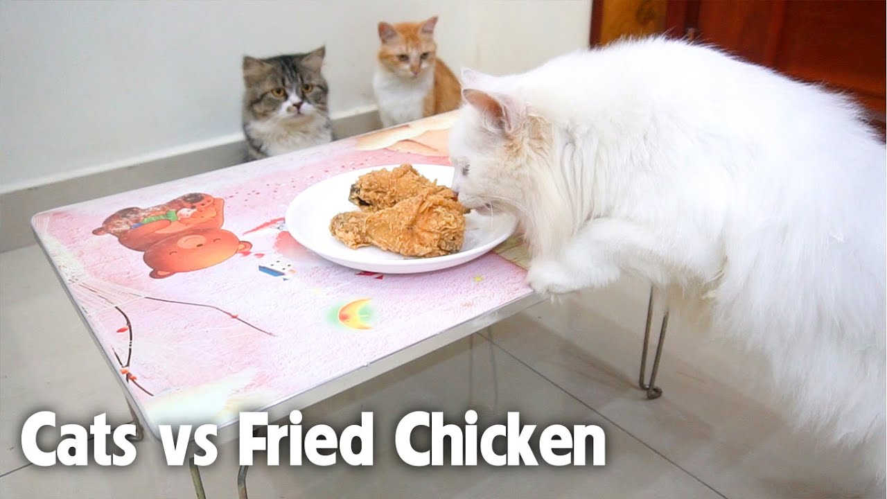 Leaving My Cats Alone with Chicken KFC