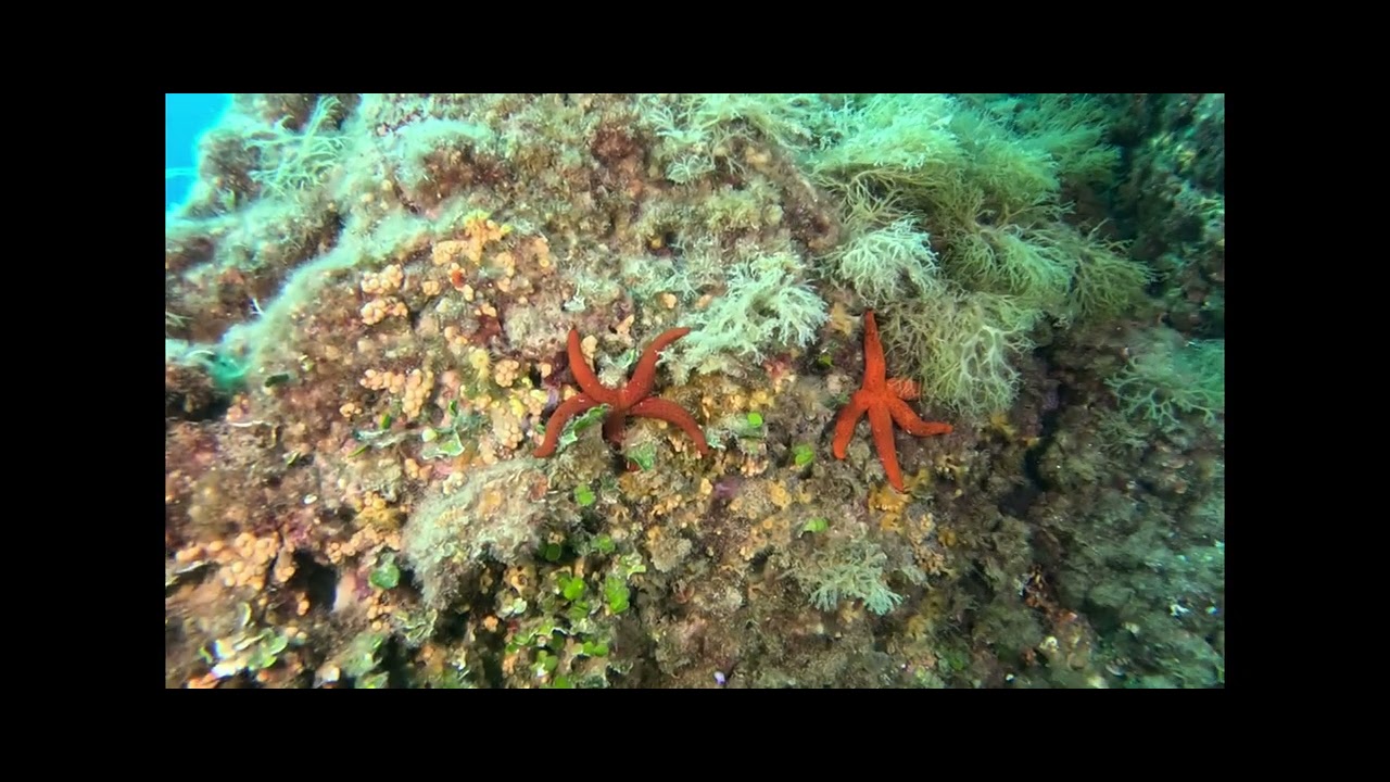 Secca delle stelle