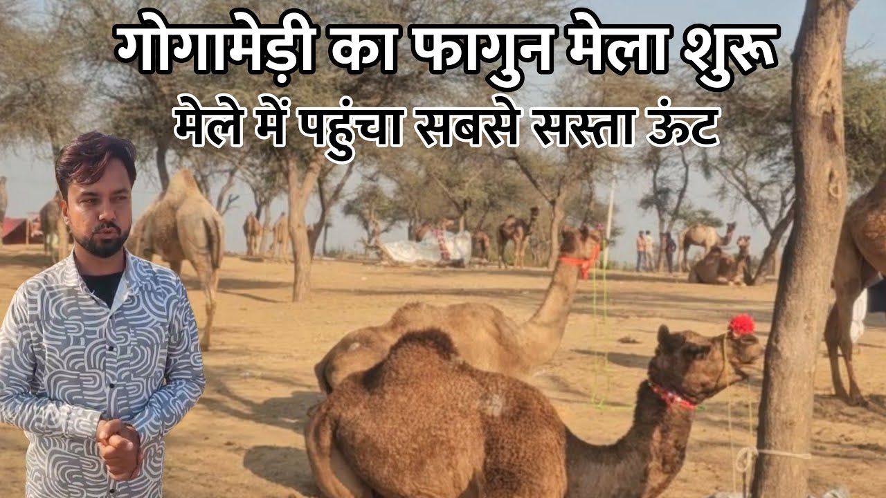 गोगामेडी का फागुन मेला शुरू, मेले में पहुंचे सस्ते सस्ते ऊंट