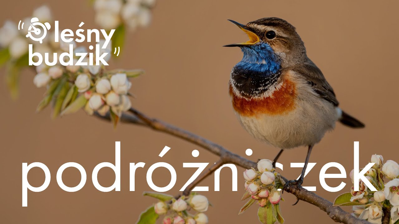 Leśny Budzik - Podróżniczek