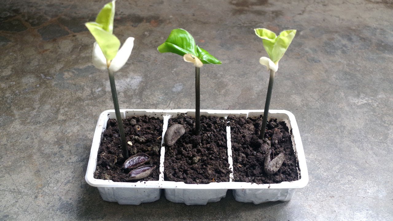 Growing Velvet apple from seed at home | NI Agro