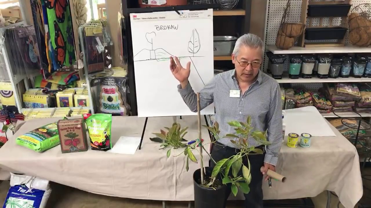 HOW SUCCESSFULLY GROW AVOCADOS | LIVESTREAM