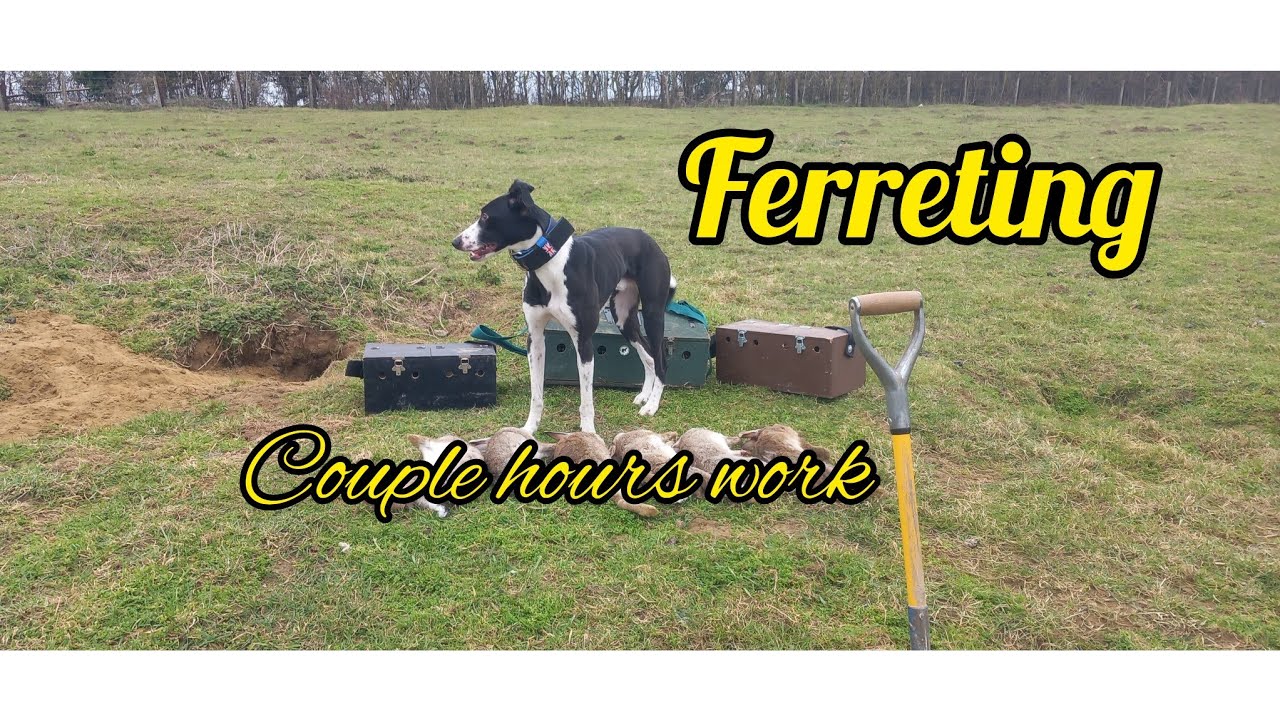 Ferreting Sandy Warren's