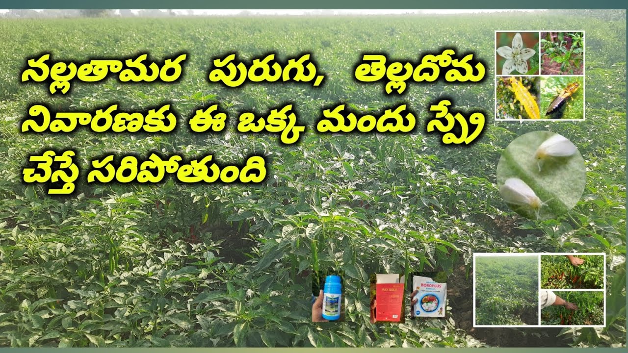 మిరపలో#నల్లతామరపురుగు#తెల్లదోమ #రెండు ఇబ్బంది పెడుతున్నాయా అయితే #ఈ ఒక్క మందుతో #రెండు పోతాయి 