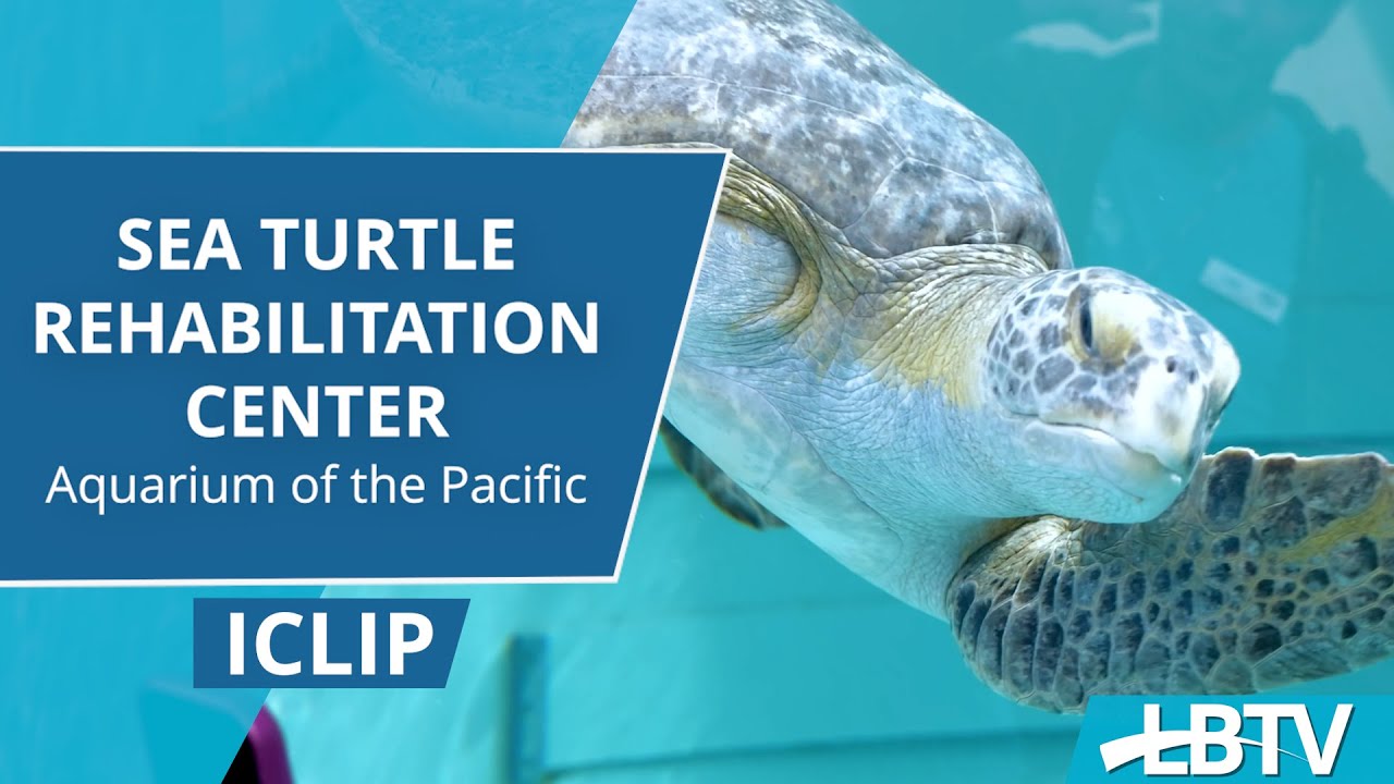Sea Turtle Rehabilitation Center at the Aquarium of the Pacific