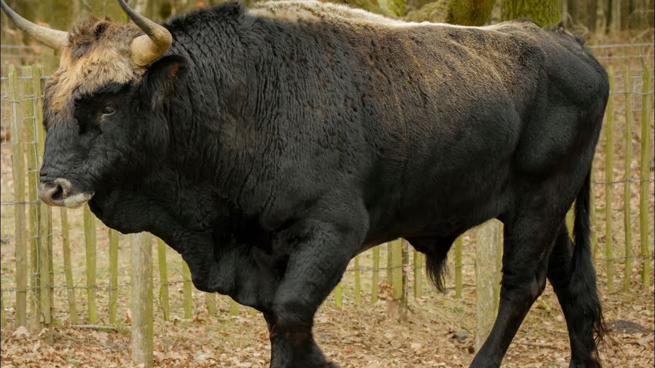 Eurasian Aurochs Sound Effects