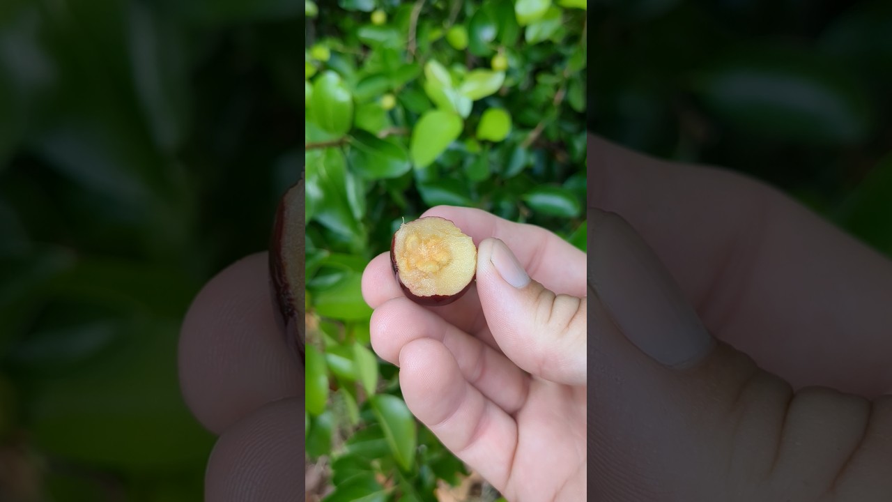 Governor's plum #stx #tropicalfruit