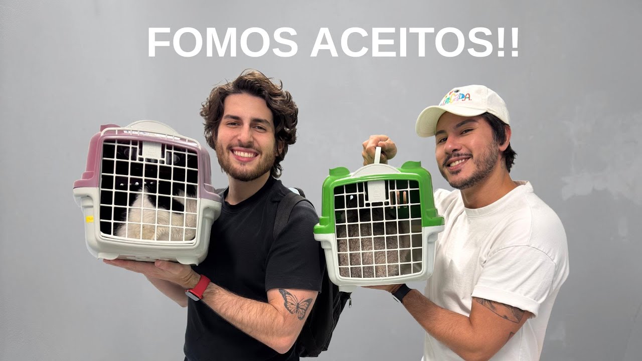 adotamos 2 gatinhos! conseguiram se adaptar?